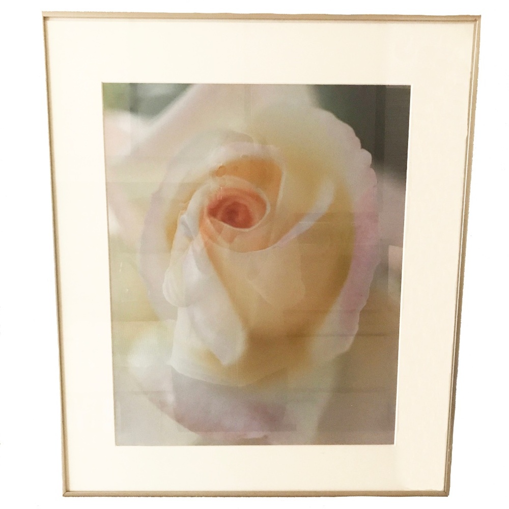 Photograph of Yellow Rose